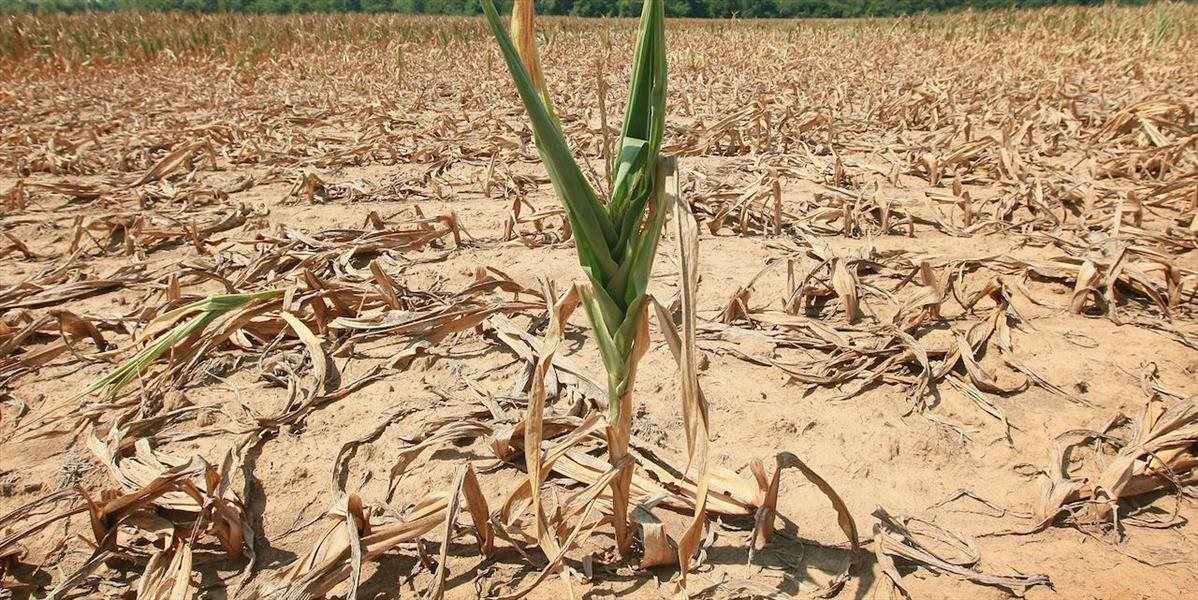 Sucho už začína farmárom robiť starosti, najmä na juhu a juhozápade SR