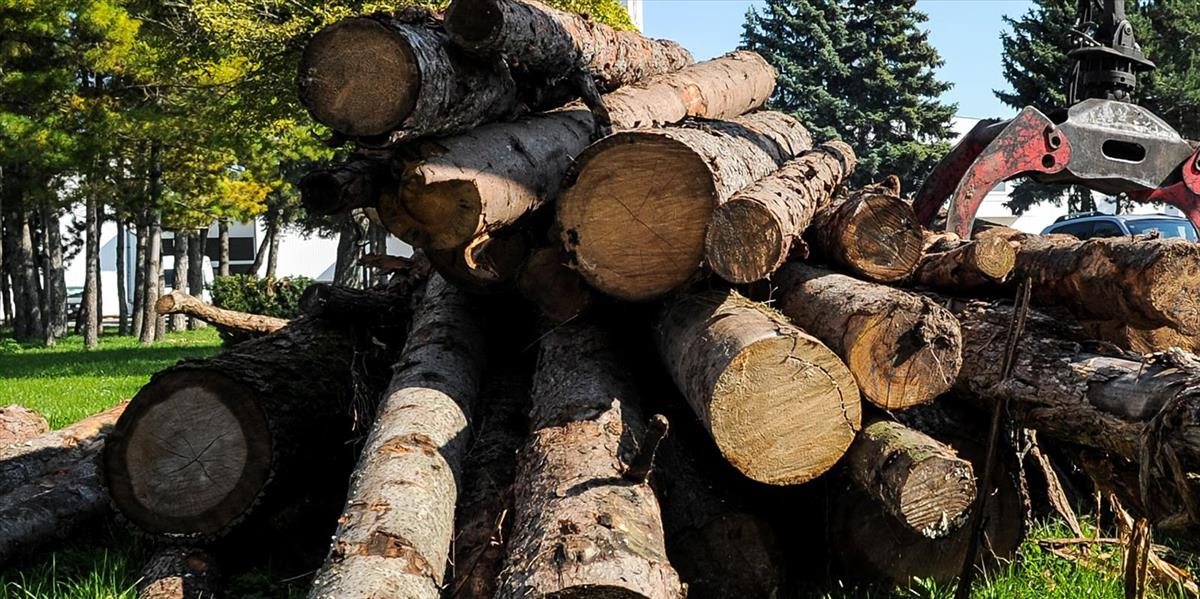 Doživotie za nelegálnu ťažbu dreva dostalo 153 Číňanov