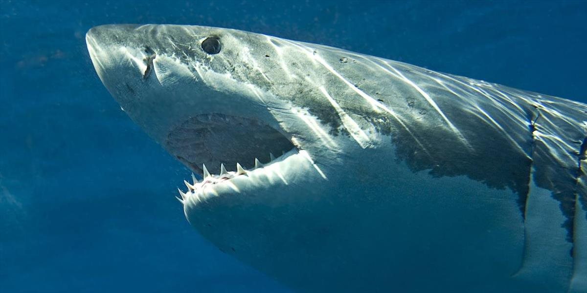 Rekreačný potápač neprežil útok žraloka: Na všetko sa prizerala jeho dcéra
