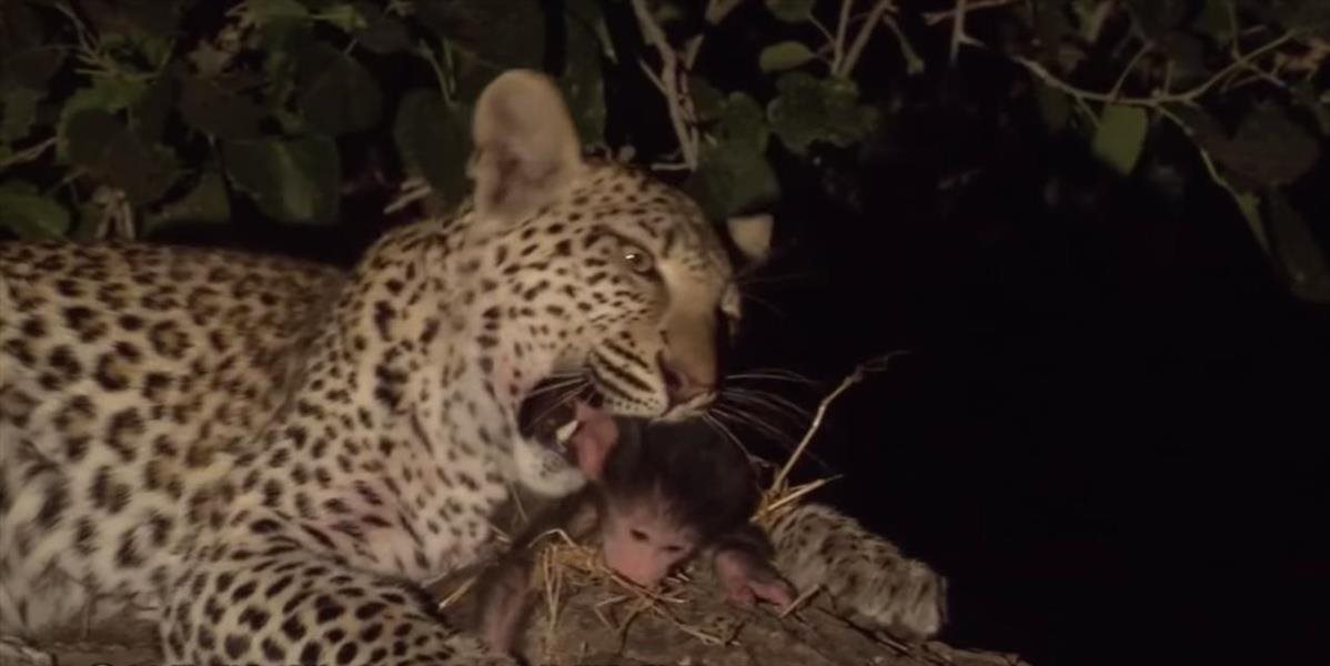 Dojemný príbeh z džungle: Takto sa zachoval leopard k mláďaťu paviána
