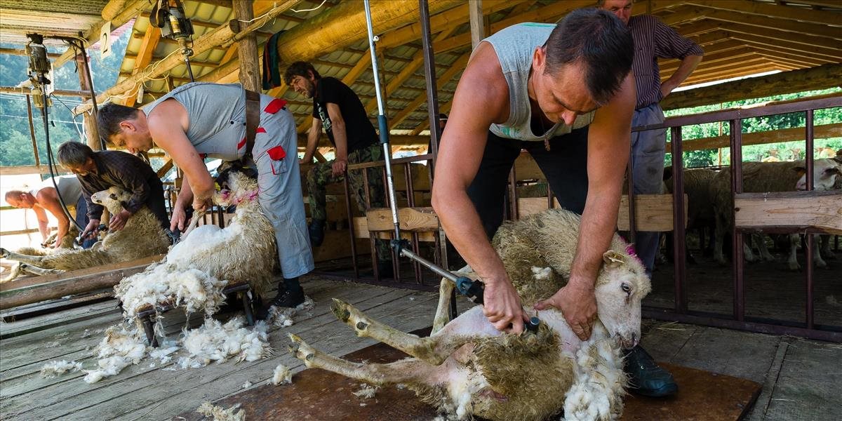 Na majstrovstvách Slovenska v strihaní oviec padol nový rekord