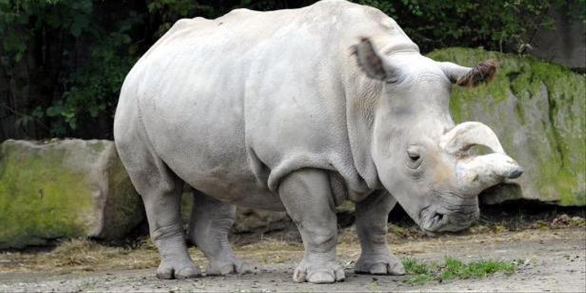 V Zoo Dvůr Králové uhynula samica bieleho nosorožca