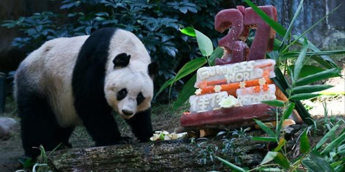 Čína oslavuje, najstaršia panda na svete dostala k narodeninám aj tortu
