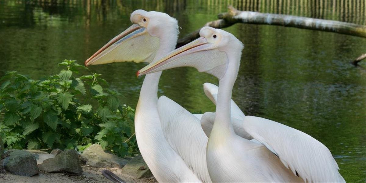 Do Zoo Bojnice sa po niekoľkoročnej prestávke vrátili pelikány ružové