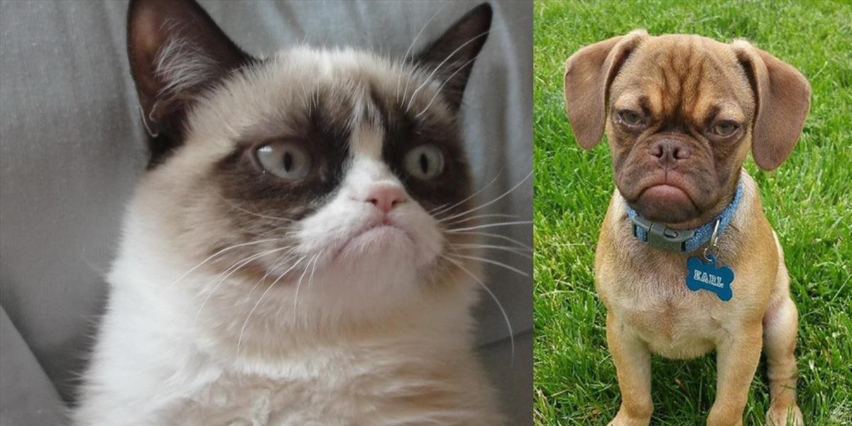 FOTO Známa mačka Grumpy Cat má konkurenciu: Nevrlého psa