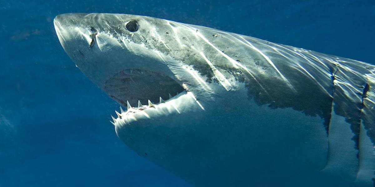 Ďalší útok žraloka v Austrálii: Surfista utrpel vážne zranenia končatín