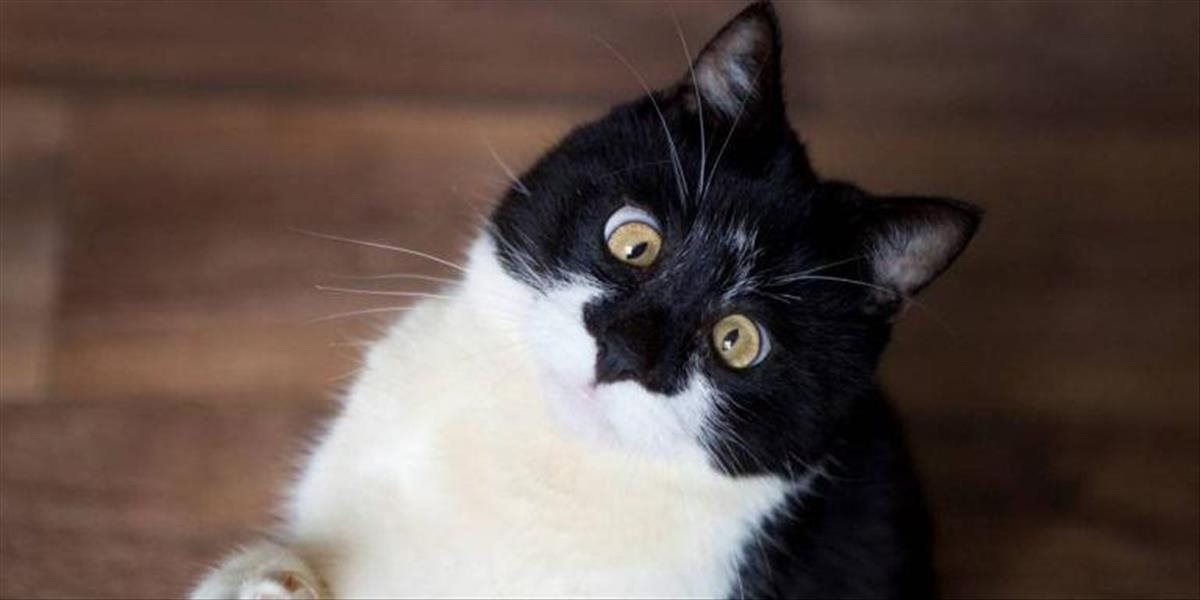 FOTO Najroztomilejšia mačka: Spadla na hlavu, permanentne škúli