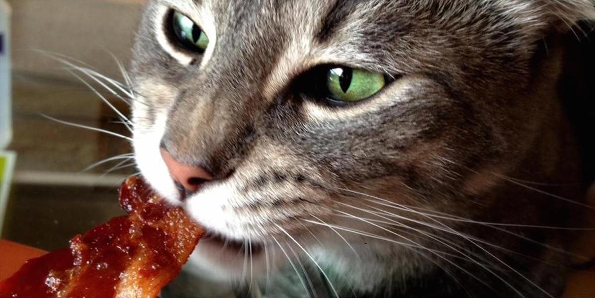 Kuriozita: Muž volal políciu, chcel nechať zatknúť mačku, pretože mu zožrala slaninu