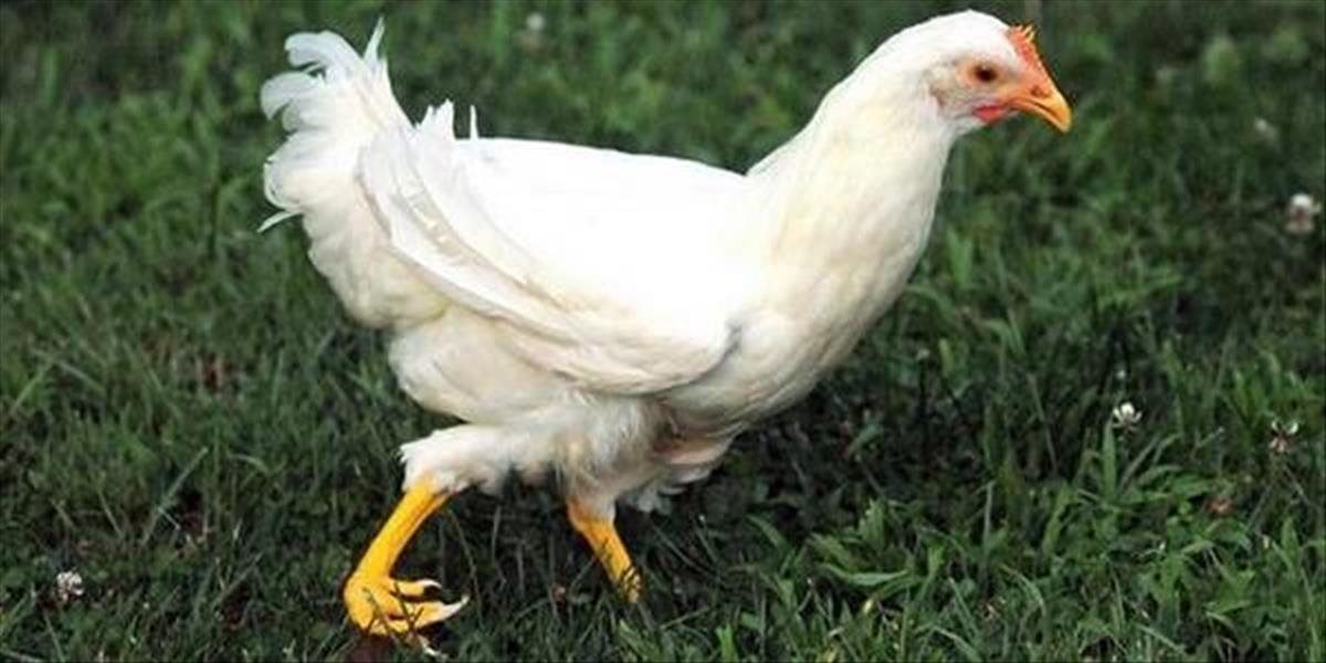 Chromé kura dostane protézu z 3D tlačiarne