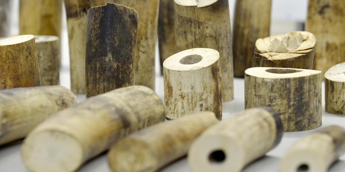 V Zürichu zhabali 262 kilogramov slonoviny určenej pre čínsky trh