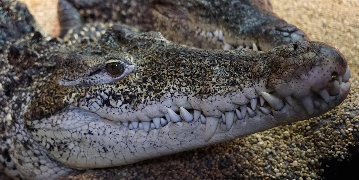 V Austrálii vyšetrujú nález 70 krokodílích hláv v mrazničke