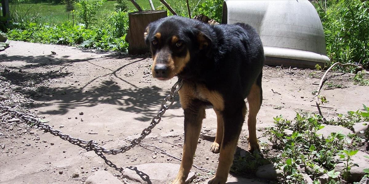 Sloboda zvierat žiada o zákon chrániaci psy, petíciu Stop reťaziam podpísalo už vyše 5 000 ľudí