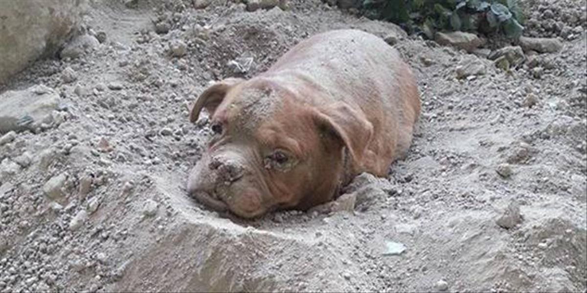 FOTO Muž pochoval svojho psa zaživa, zachránil ho okoloidúci