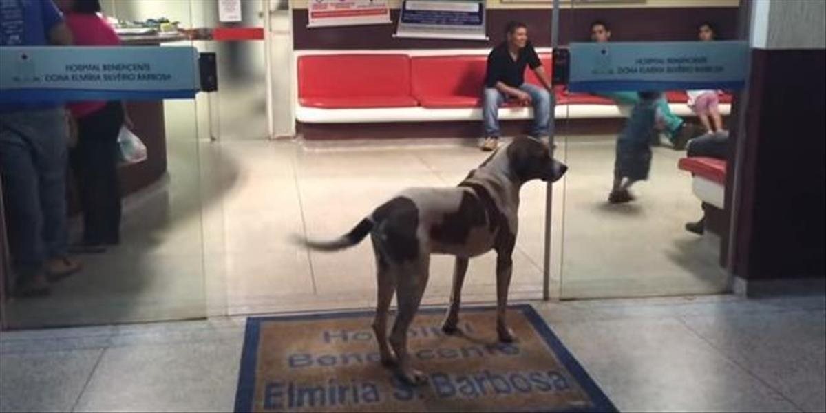 VIDEO Verný pes odmietol opustiť nemocnicu, kde zomrela jeho majiteľka