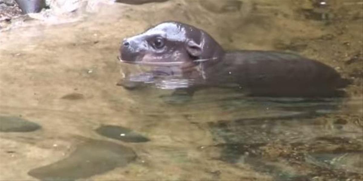 VIDEO Roztomilý malý hrošík sa učí plávať