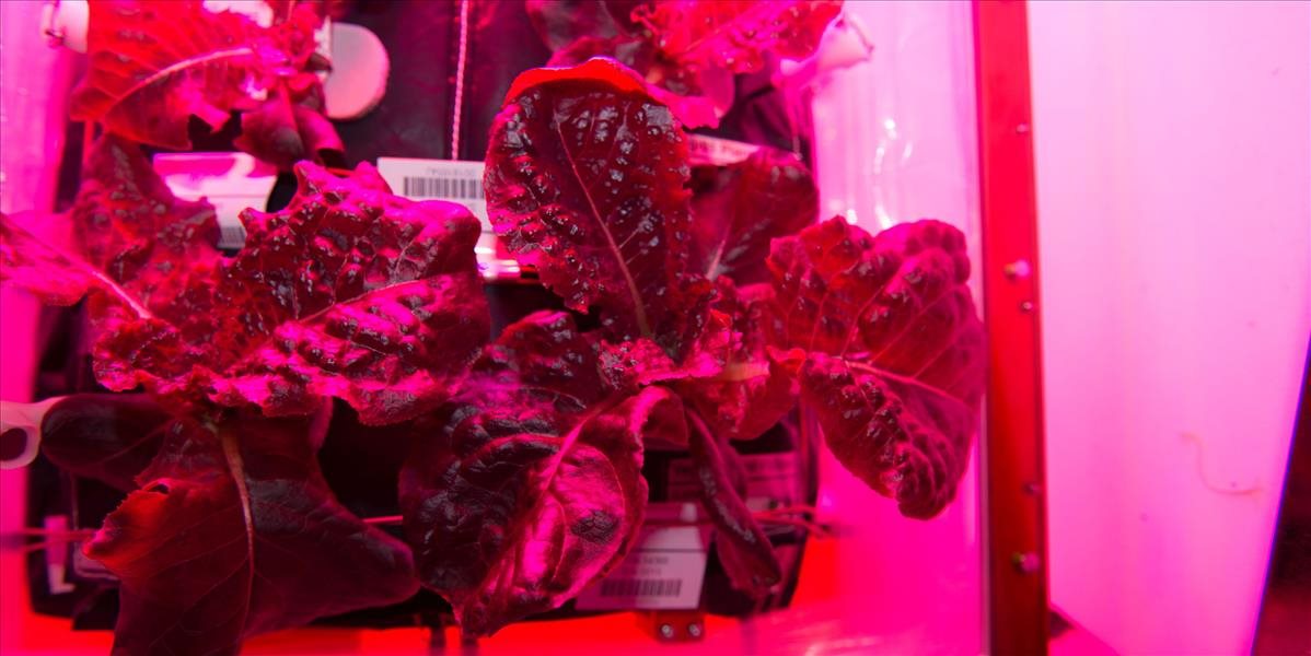 Na ISS dnes budú prvý raz jesť zeleninu vypestovanú vo vesmíre