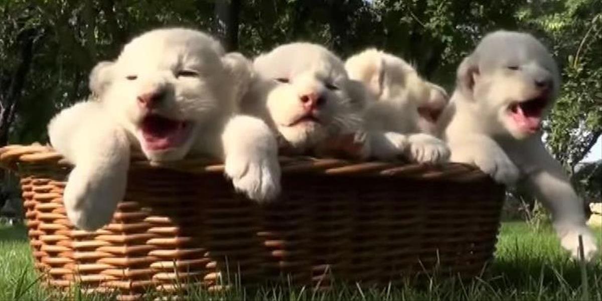 VIDEO Biele levíčatá naplnia vaše srdcia radosťou