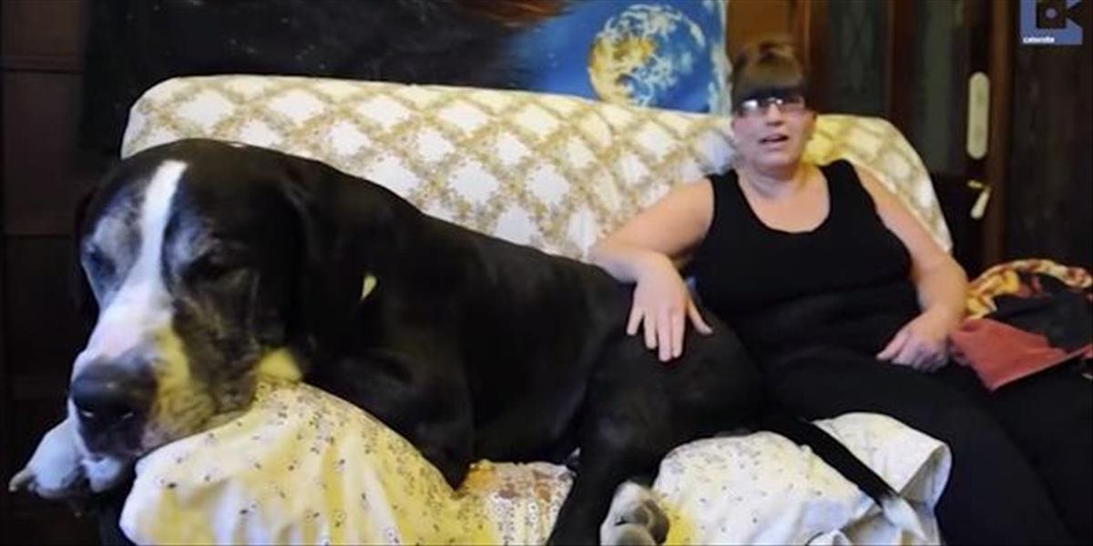 FOTO Toto je nevyšlo: Žena povedala mužovi, že si adoptovala Jacka Russella, majú 95-kilového psa