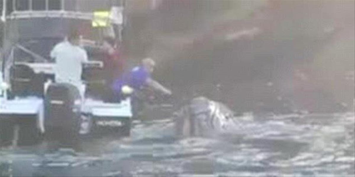 VIDEO Neuveriteľný moment: Veľryba sa priblížila k rybárom, chcela od nich pomoc