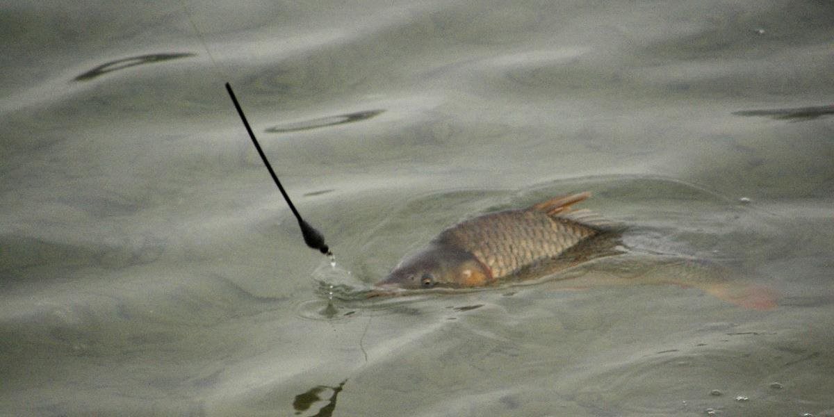 Na Sigôtke chytajú ryby podľa vlastných pravidiel