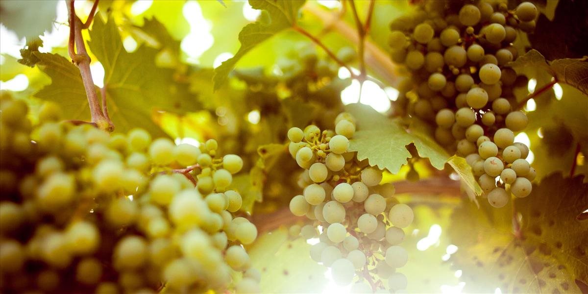 Modranskí vinári chcú na juhu Slovenska šľachtiť nové odrody viniča