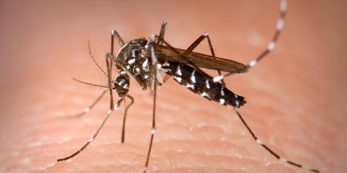 V Paríži spozorovali ázijské komáre tigrované