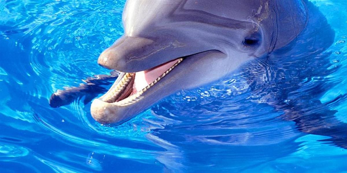 Palestínske hnutie Hamas zadržalo delfína, mal byť izraelským špiónom