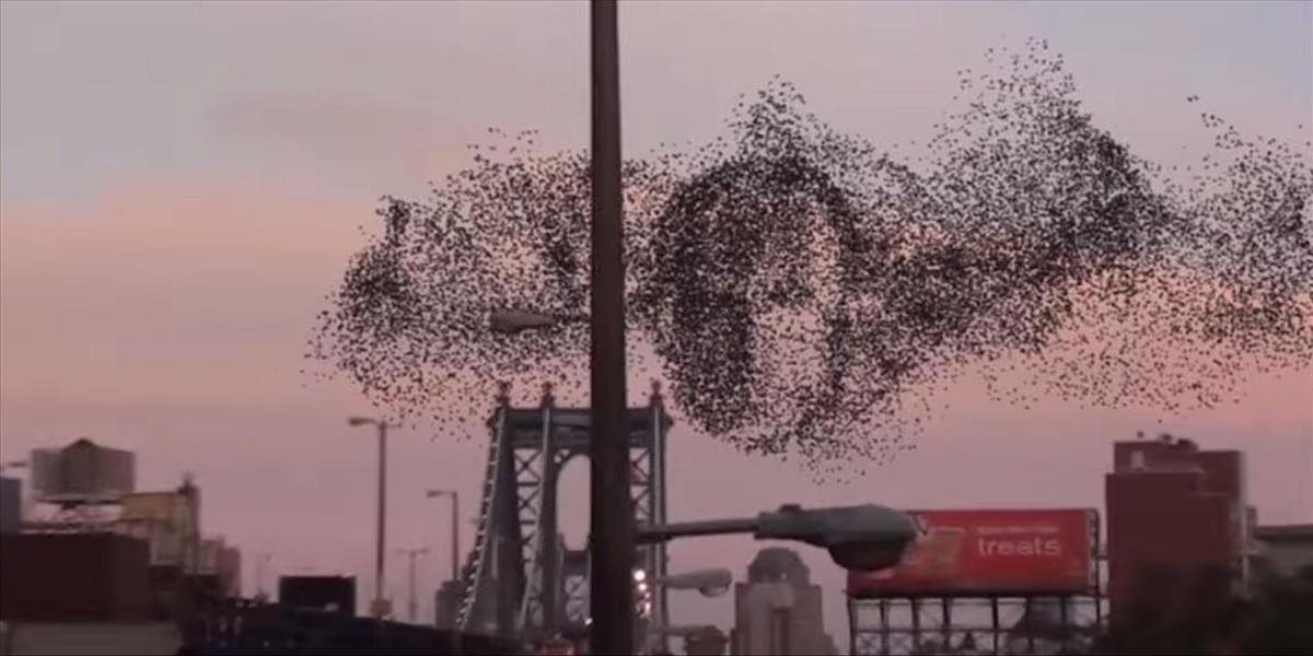 VIDEO Vytvoril kŕdeľ vtákov nad New Yorkom tvár Vladimira Putina?
