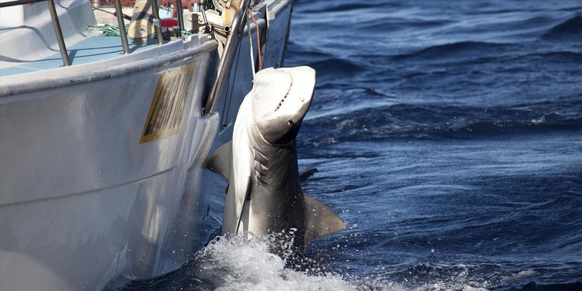 Ochranné siete v Austrálii spôsobili za jeden rok úhyn vyše 600 žralokov