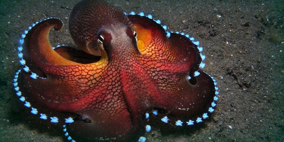 VIDEO Podľa vedcov sú chobotnice mimozemského pôvodu