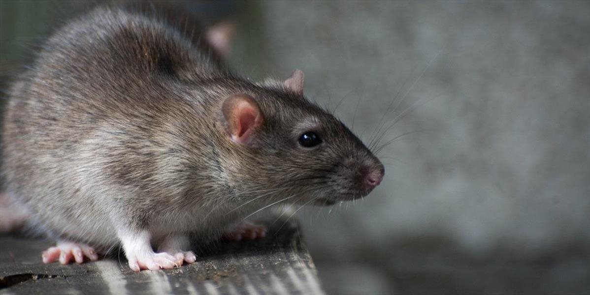 Potkany vycvičené Belgičanmi zachraňujú Kambodžanov pred nášľapnými mínami