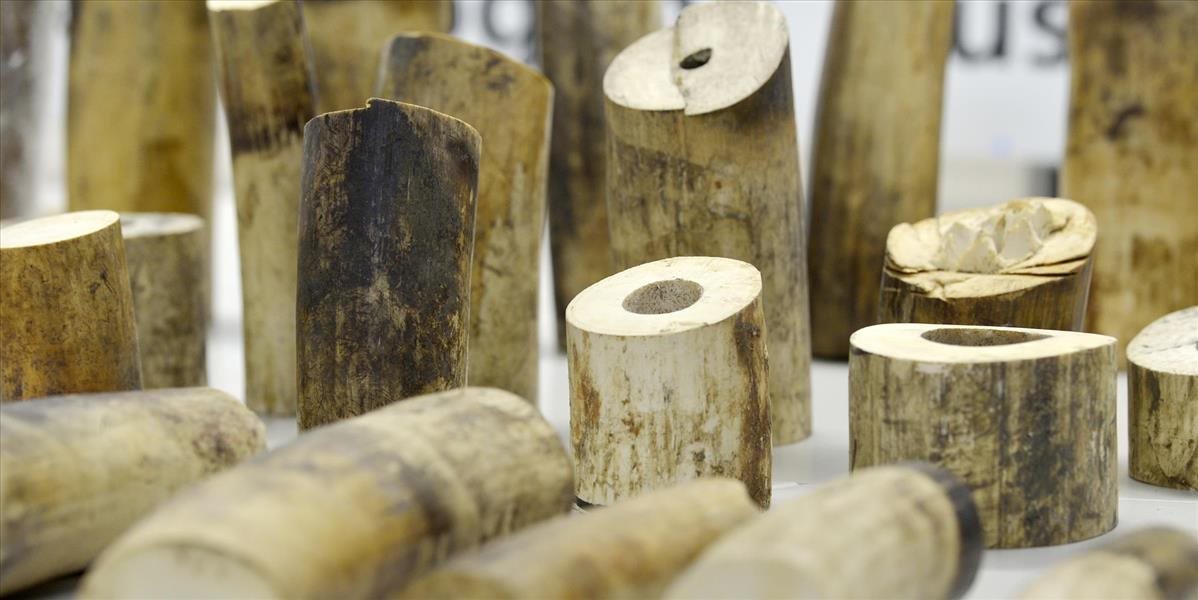 Vietnamskí colníci zhabali viac ako dve tony slonoviny