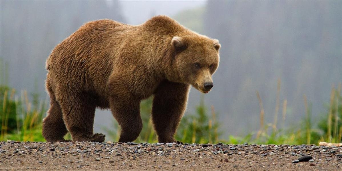 Pozor! V dedine blízko Kremnice sa pohybuje medveď