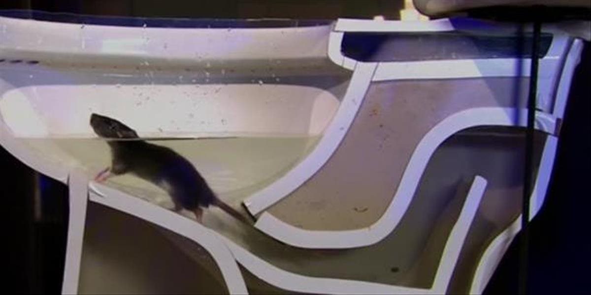VIDEO Takto ľahko sa potkan dostane do vašej toalety