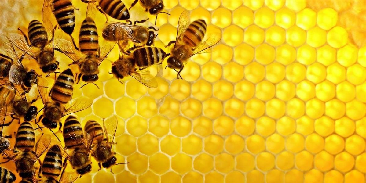 Postreky pesticídmi ohrozujú včely, potvrdila štúdia európskeho úradu