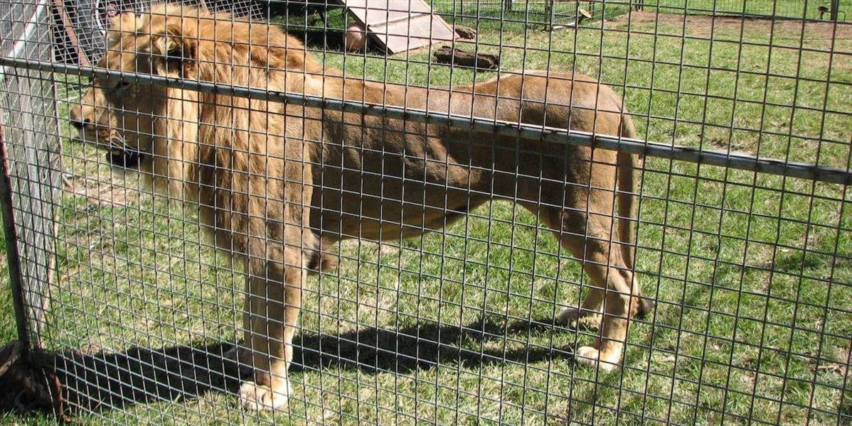 V Peru a Kolumbii zachránili z cirkusov 33 levov