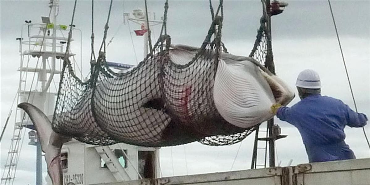 Japonsko napriek kritike obnovilo lov veľrýb pri ostrove Hokkaidó
