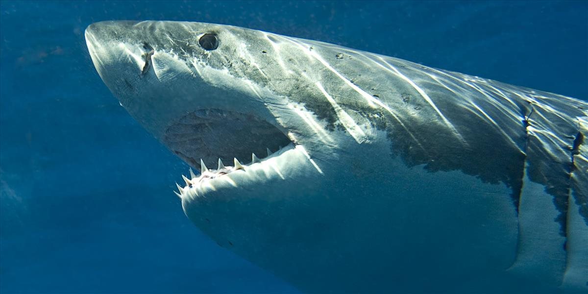 V Austrálii sa množia útoky žralokov: Tentoraz zaútočil na muža v kajaku