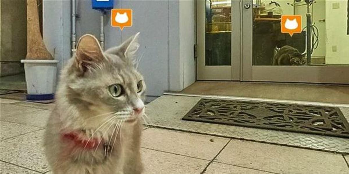 VIDEO Nový hit internetu, mačky majú v Japonsku vlastné street view