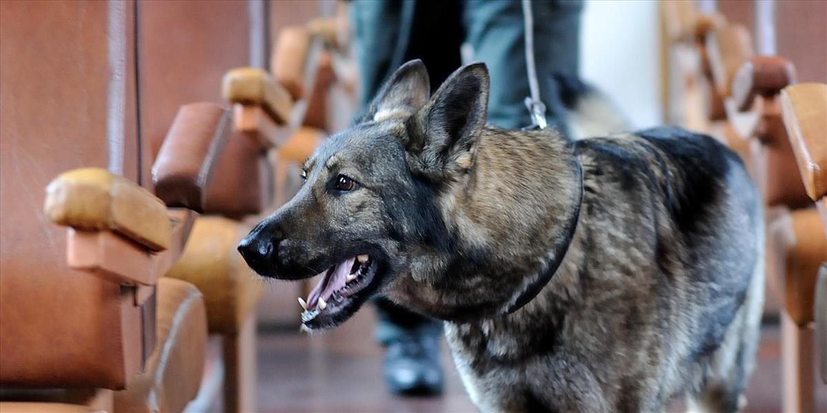 Policajné psy v Levároch súťažia o majstrovský titul v kynológii