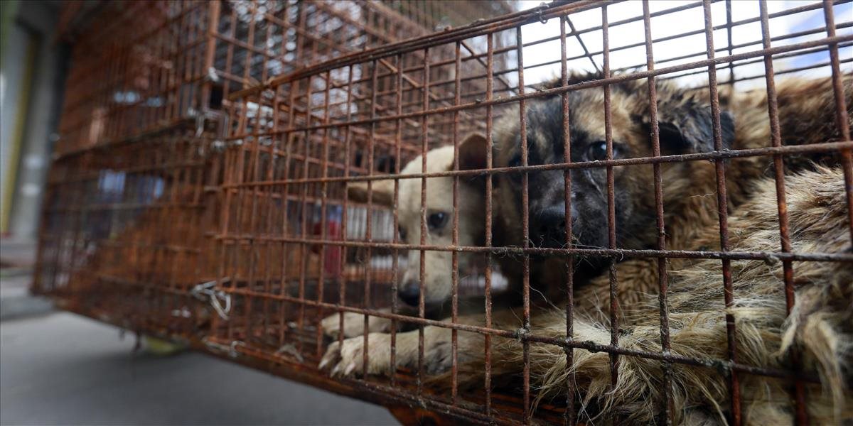 Súd v Británii rozhodol o Slovákovi pre týranie psov, dostal mastnú pokutu