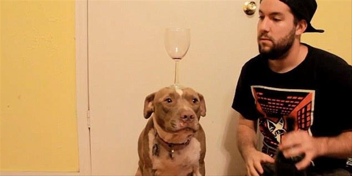 VIDEO Šikovný pitbull udrží na hlave pohár vína