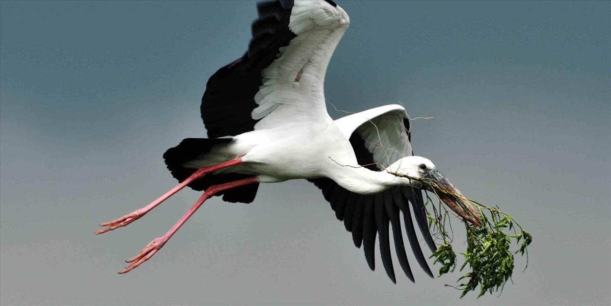 Odlet bocianov ukončil ďalšiu sezónu sledovania ich hniezd kamerami