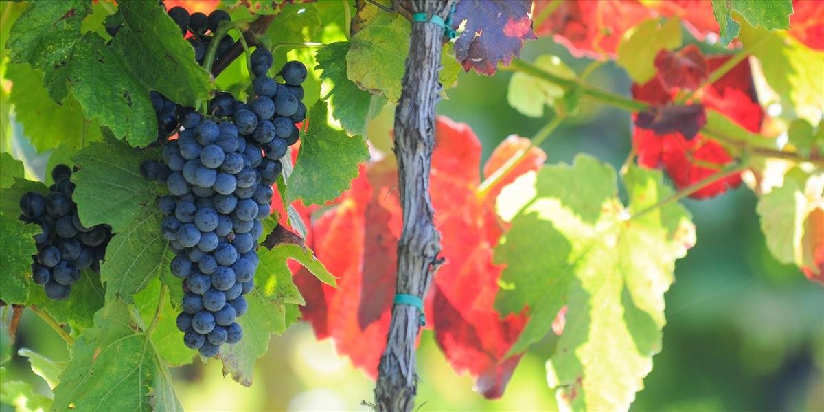 SaS: Regulácia výsadby viniča ohrozuje národnoštátne záujmy Slovenska