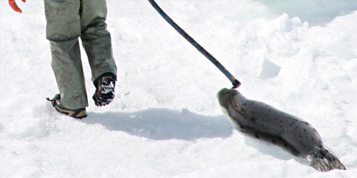 Európsky parlament sprísnil obchodovanie s tulením mäsom