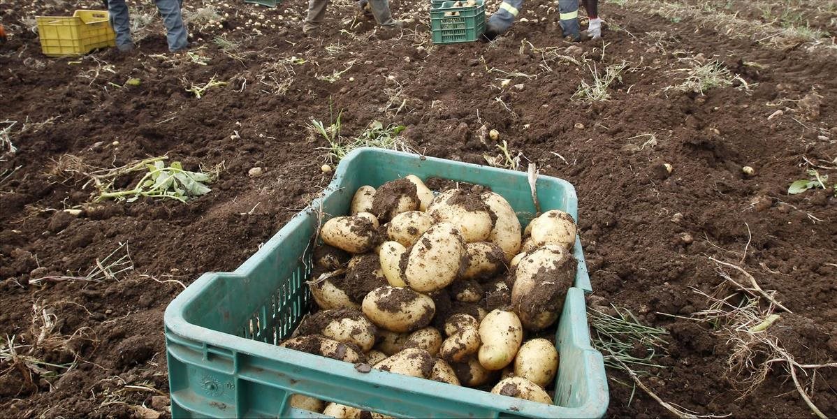 Konzumných zemiakov je málo a ich ceny budú výrazne vyššie