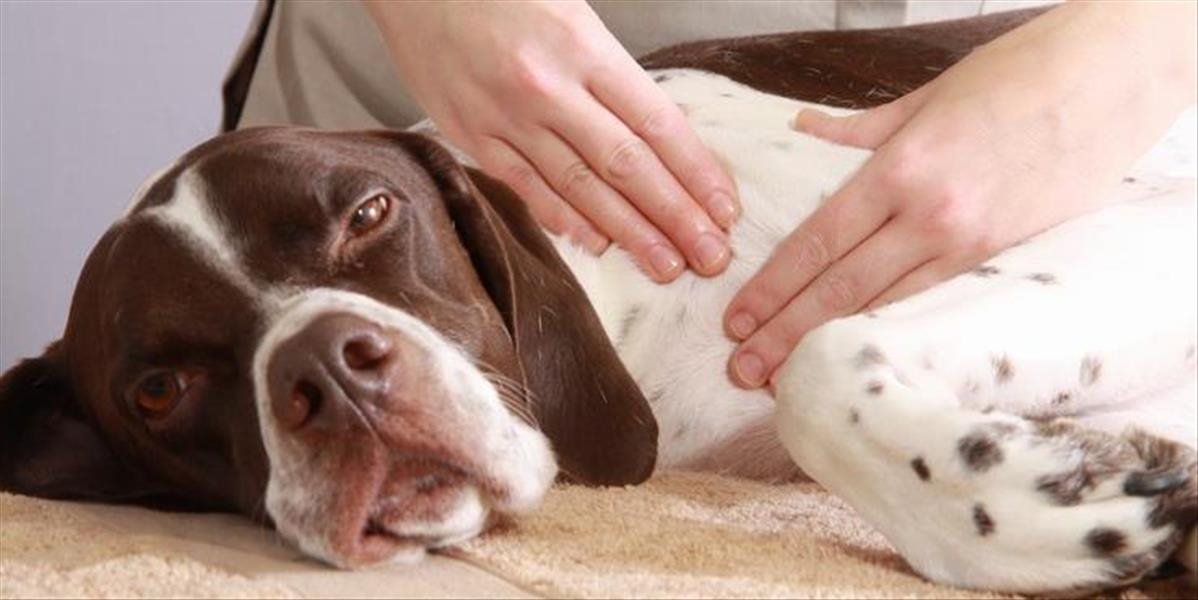 Masáž pre psy nie je prepych, zanedbanie starostlivosti o svaly mu môže ublížiť
