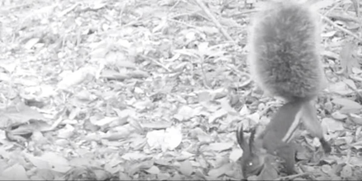 Vedci po prvý raz nakrútili vevericu s najväčším chvostom