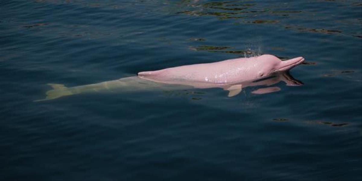 VIDEO V rieke v Louisiane videli ružového delfína