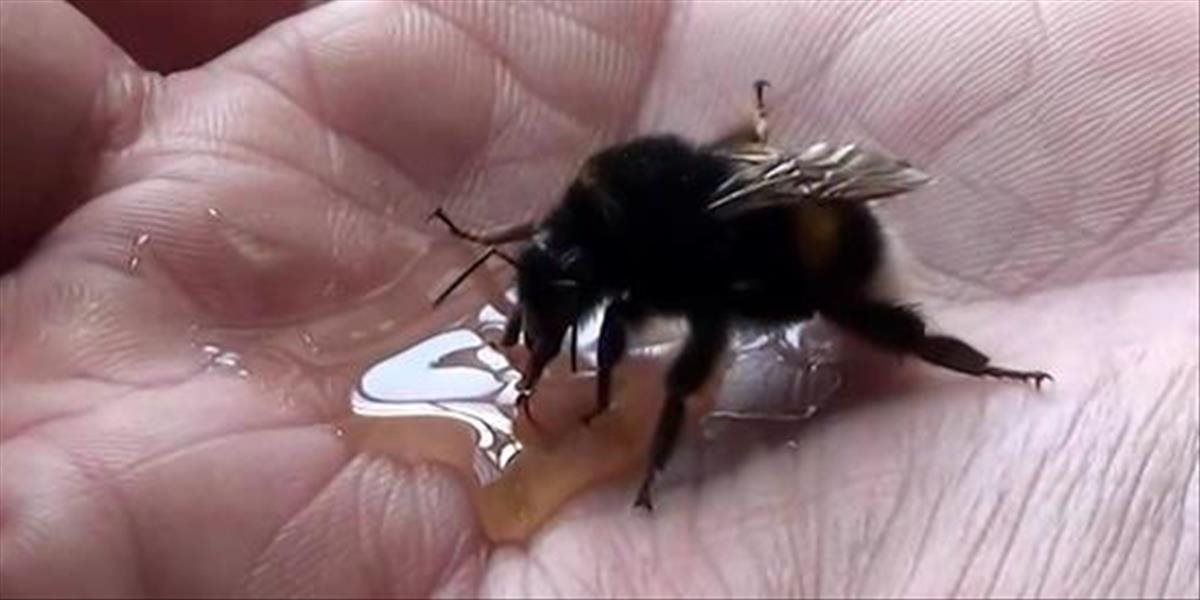 Obrovská včela si "ťapla" s chlapíkom